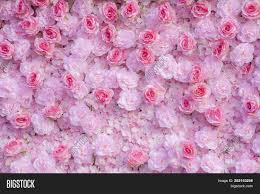 We did not find results for: Pink Roses Background Image Photo Free Trial Bigstock
