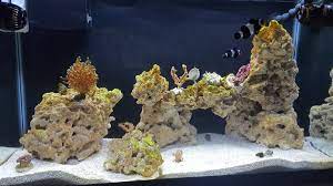 This salinity levels will quickly make any marine critters leave the rocks. Starting With Dry Rock Reef2reef Saltwater And Reef Aquarium Forum