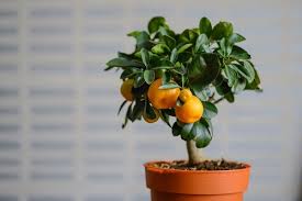 Seedless oranges (and those containing seeds) are all grown nowadays through grafting a branch on to root stock from a hardier but less tasty fruit tree, such wild oranges? How To Grow Satsumas From Seeds Indoors Growing Mandarin Oranges