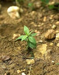 Image result for Pentanema indicum