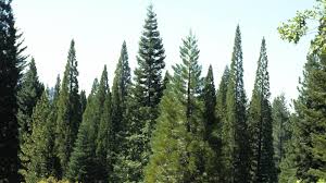 Image result for Cupressaceae