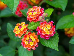 If you would prefer to take home a colorful potpourri of many vibrant summer colors with your lantana should be watered in such a way that the soil never fully dries out. Caring For Lantana Plants Growing And Care Of Lantanas