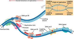 Building dna gizmo answers key related files building dna gizmo answer key solved activity b get the gizmo ready dna be sure the hint reads. Dna Replication Flashcards Quizlet