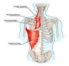 May 31, 2021 · back muscles. Lower Back Exercises For Women Fat Loss Pain Relief