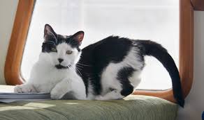 Spraying is essentially a marking of territory. Why Your Cat Is Spraying And How To Stop It