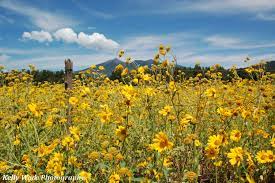 Flagstaff Arizona I Offer Landscape Photography For Sale Contact Me At Kellywadephotography Gmail Com Landscape Photography Landscape Photography For Sale