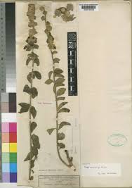 Image result for Tinnea apiculata