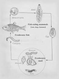 We did not find results for: Liver Fluke Stock Illustrations 85 Liver Fluke Stock Illustrations Vectors Clipart Dreamstime