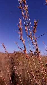 Image result for Cymbopogon caesius