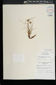 Image result for Pycreus sp.no.1