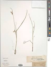 Image result for Scleria globonux