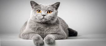Ukuran tubuh exotic shorthair adalah sedang. Karakteristik Cara Merawat Dan Harga Kucing British Shorthair Daftar Harga Tarif