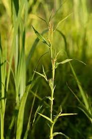 Image result for Hackelochloa granularis