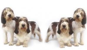 Image result for velký vendéeský hrubosrstý honič