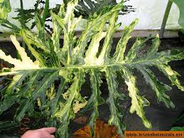 Philodendron Bipinnatifidum Yellow Variegated Form Philodendron Plant Variegated Plants Unusual Plants