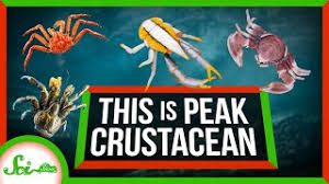 Break 'crustacean' down into sounds: Crustacean 179 Pronunciations Of Crustacean In English