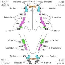 feline dental chart google search vet tech student vet