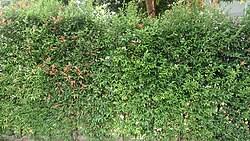Image result for Syzygium komatiense