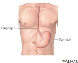 Image result for esophagus