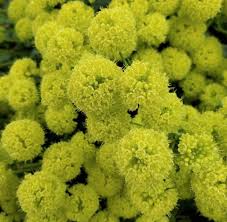 Image result for Eriosema pumilum