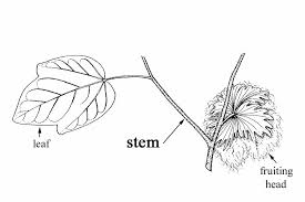 Image result for Gossypium