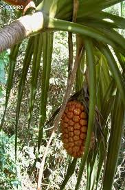 Image result for Pandanus sp. A