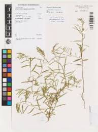 Image result for Afrohybanthus enneaspermus