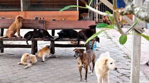Check out our nationwide database of dogs looking for good homes. Here S How A Malaysian Animal Shelter Is Overcoming Shortage Of Funds