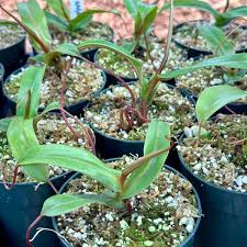 Image result for Hermannia burkei