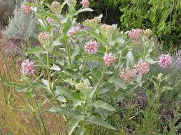 7 Spring Planting Secrets For Growing Great Milkweed Plants Milkweed Plant Asclepias Plants