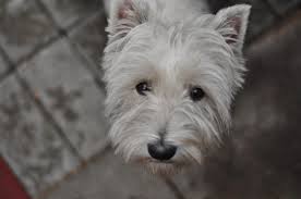 Petfinder.ch will das leid von heimatlosen tieren eindämmen und dafür sorgen, dass möglichst viele dieser tiere möglichst schnell ein liebevolles zuhause finden. Westie In Not Westie Aus Dem Tierheim Mywestie De
