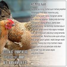 Jika Anda Bermimpi Melihat Ayam Terbang Kepohon Menandakan Anda Akan Menerima Uang Mimpi Melihat Ayam Betina Mengeram Alamat Akan Dikaruniai Kebaikan Seda Ayam