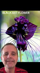 Black Magic Flower Vietnam