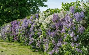 Fliederhecke Unsere Tipps Zur Pflanzung Und Pflege In 2020 Garten Hecken Bauerngarten Bluhende Busche