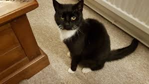 Like cats they use it for balance. Petition Ban Convenia For Use On Pets Change Org