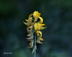 Image result for Crotalaria pallida