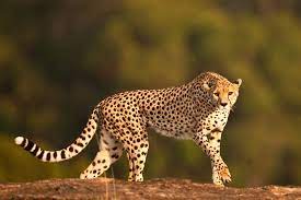 Cheetah By Suha Derbent The Cheetah Is One Of Those Iconic African Species In Trouble It Classified As Vulnerable Big Cat Species Cat Species Animals Wild