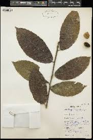 Image result for Hugonia platysepala