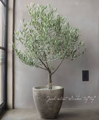 オリーブ チプレッシーノ 樹形良し 良株 盆栽屋soujuさん仕立て No 10 すべての商品 Junk Sweet Garden Tef Tef