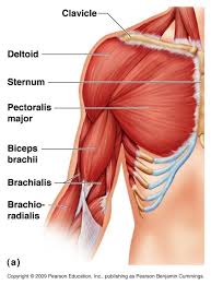 Learning their anatomy will the extensor muscles can be individually visible on a flexed arm, even on non muscular people. Pectoral Muscle Anatomy Of The Chest And Upper Arm Pectoral Muscle Any Of The Muscles Which Co Muscle Anatomy Arm Muscle Anatomy Human Anatomy And Physiology