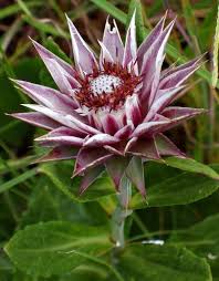 Image result for Macledium zeyheri