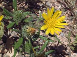 Image result for Hirpicium gazanioides