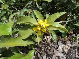 Image result for Hugonia platysepala