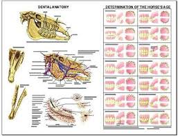 Equine Dental Anatomy Wall Chart 3 Lfa 2538 Horse 25 95