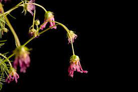 9 199 Wilted Flower Stock Photos And Images 123rf