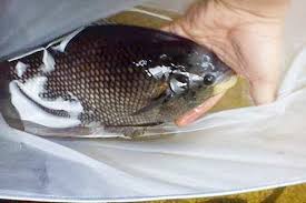 Ikan gurame soang atau biasa disebut gurame jenis angsa. 9 Jenis Ikan Gurami Ciri Fisik Karakteristik Harga Dan Gambar Hewan Id