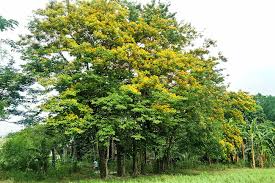 Growing mango is in line with the initiatives of both the philippine government and private sectors in terms of production, processing and marketing. Narra Tree Or Pterocarpus Indicus Philippine Trees