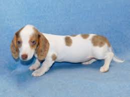 Dapple Dachshund Puppies For Sale Also Piebald Brindle Ivdd Dachshund Puppy Cute Dachshund Da Dachshund Puppies For Sale Dachshund Puppies Dapple Dachshund