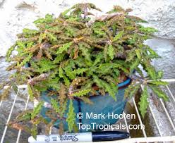 Image result for Euphorbia davyi