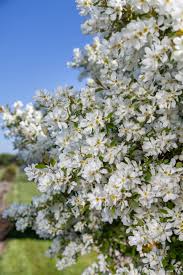 Image result for Exochorda